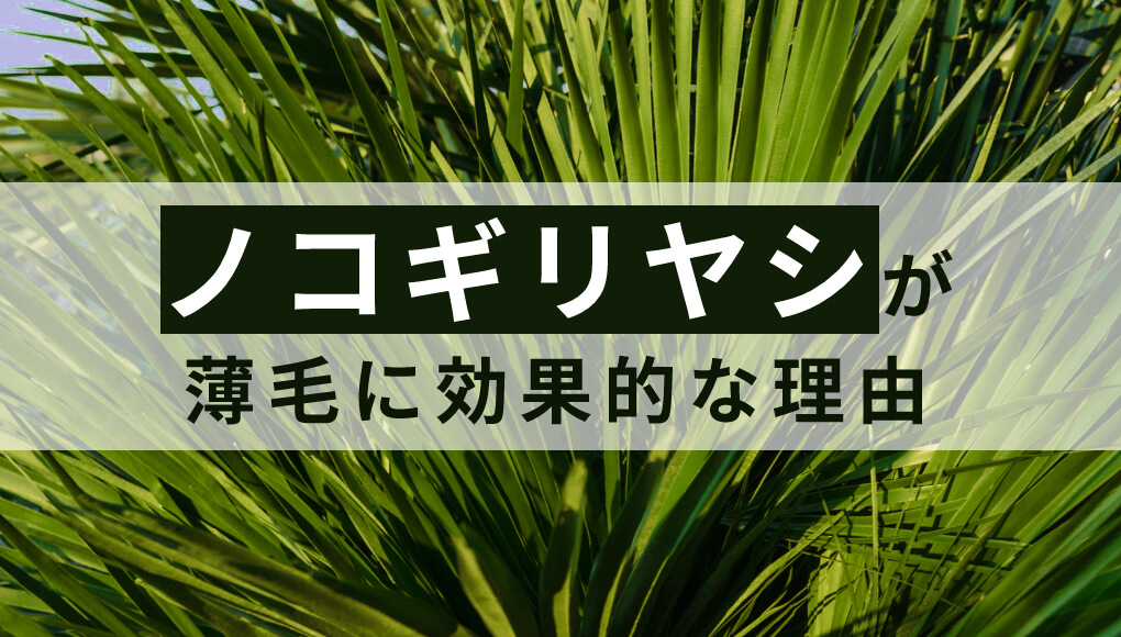 ノコギリヤシが薄毛に効く根拠は2つ 自然成分で治療したい人にオススメ あんしん通販マートのwebマガジン